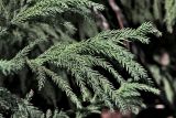 Cryptomeria japonica. Ветвь. Краснодарский край, Сочи, Адлерский р-н, парк \"Южные культуры\", в культуре. 20 февраля 2026 г.