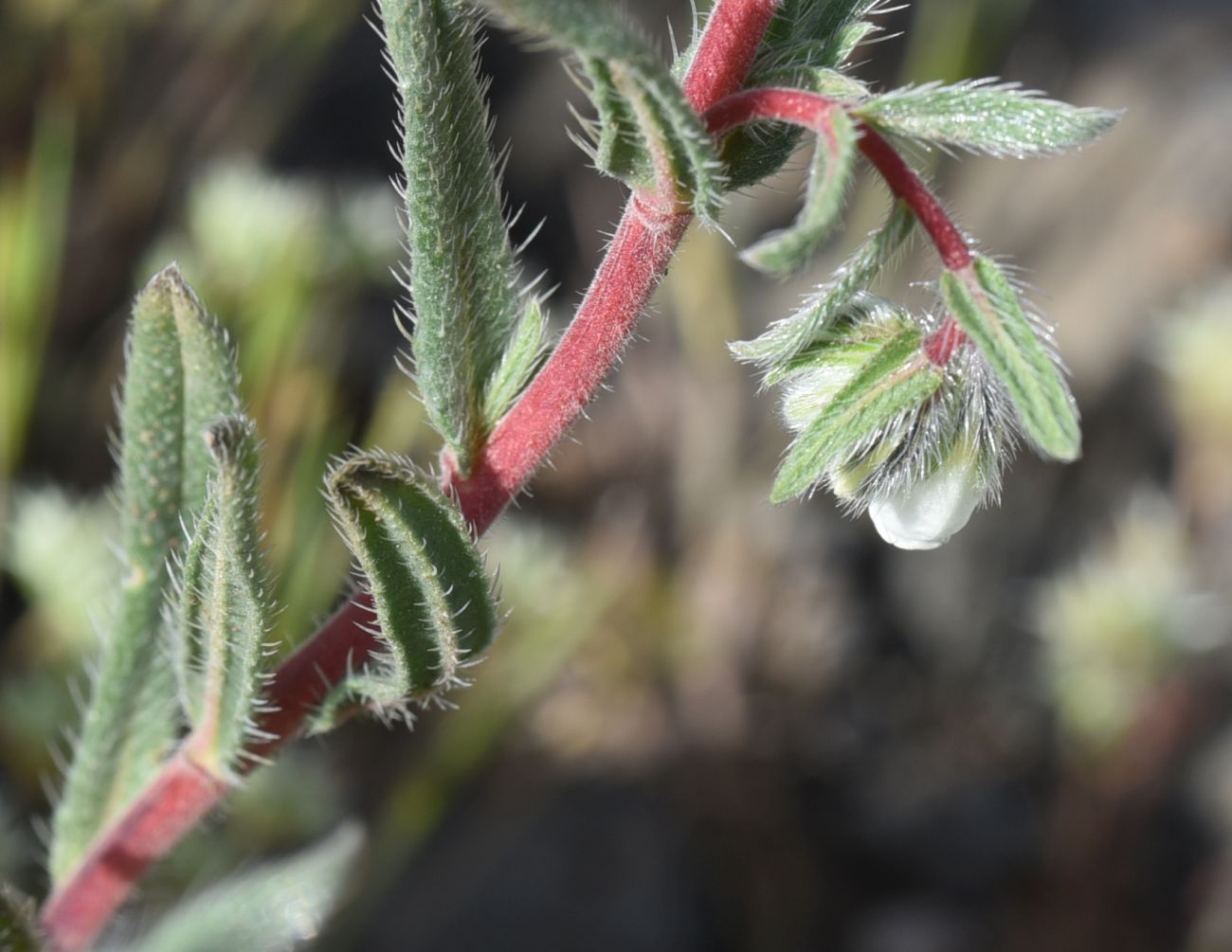 Изображение особи род Onosma.