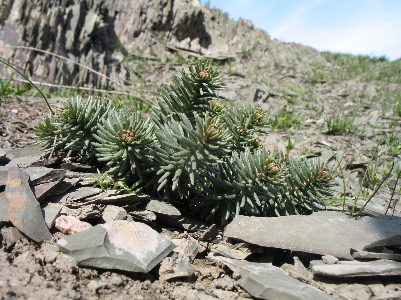 Image of Pseudosedum karatavicum specimen.