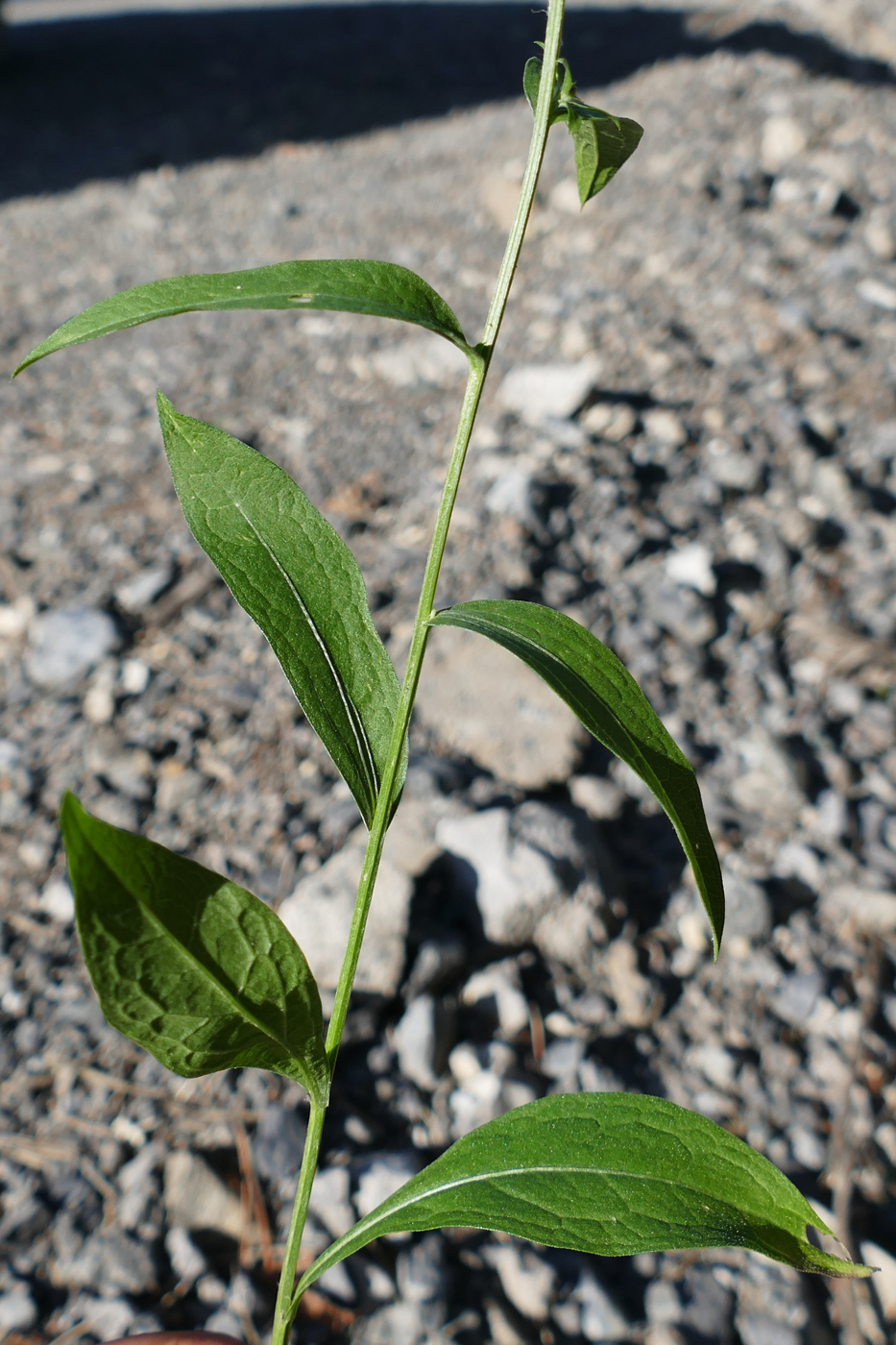 Изображение особи Centaurea jacea.