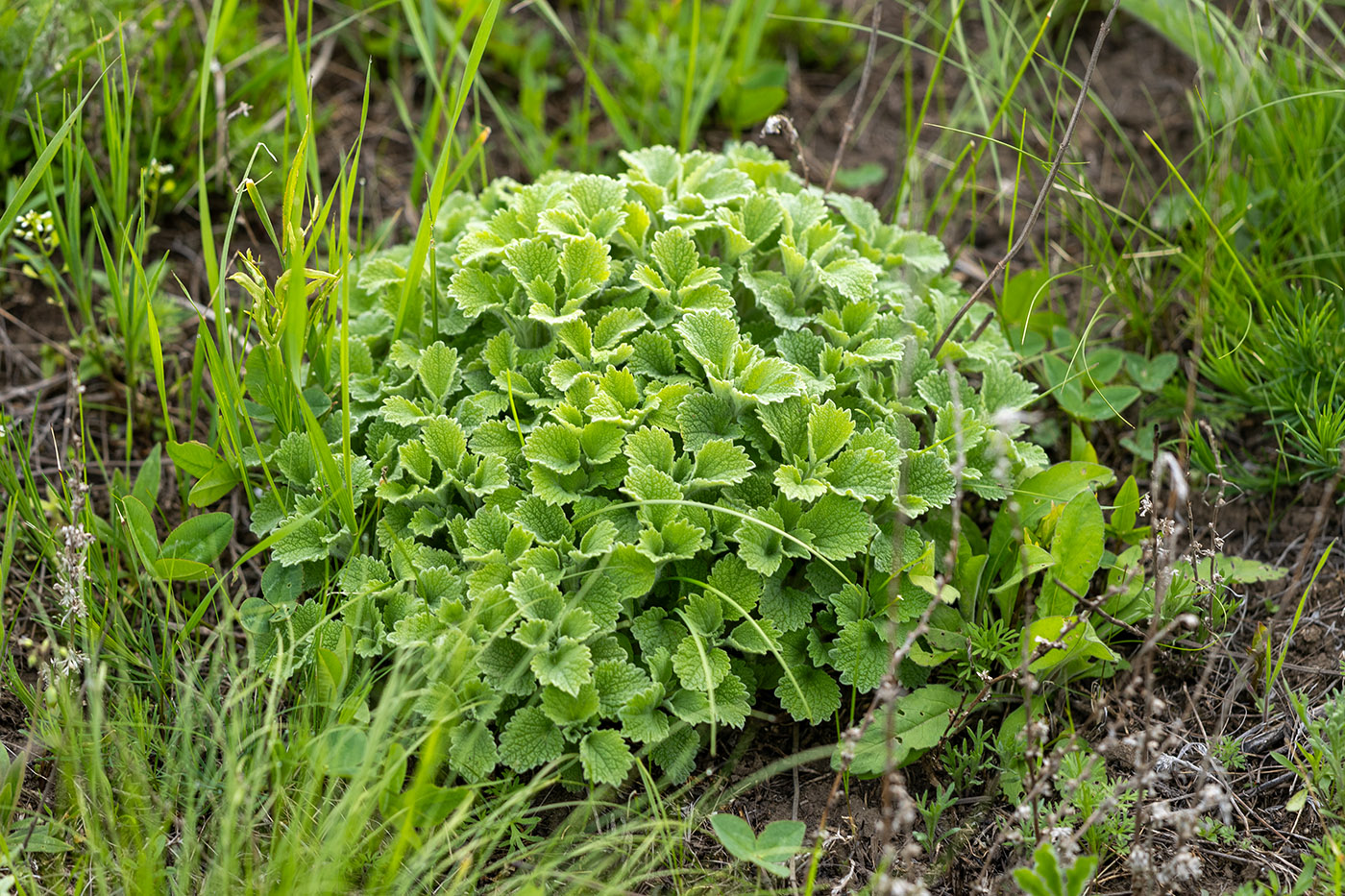 Image of familia Lamiaceae specimen.