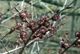 Ulmus japonica. Ветви с соцветиями. Южное Приморье, Чёрные горы, заповедник \"Кедровая падь\". 03.05.2006.