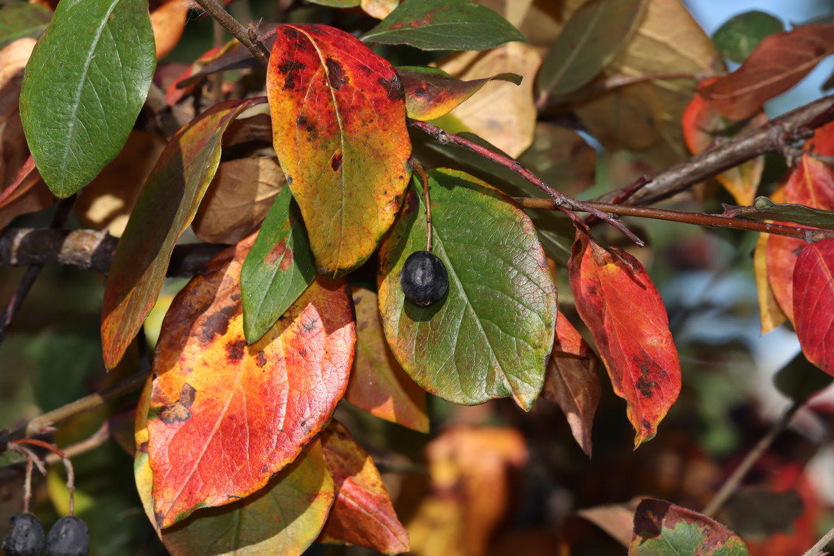 Image of Cotoneaster lucidus specimen.