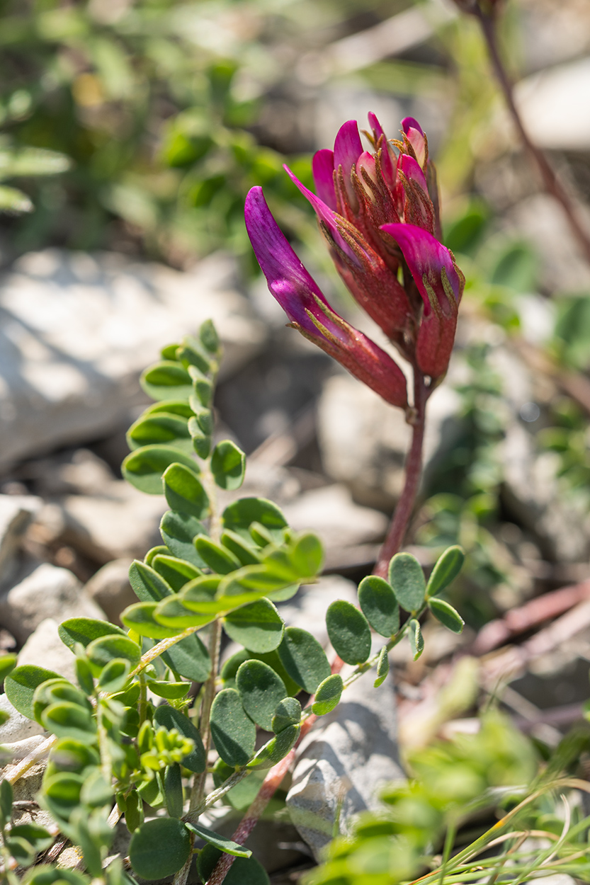 Image of Astragalus buschiorum specimen.