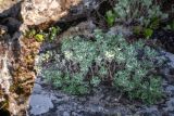 Смотреть изображение Artemisia lagocephala