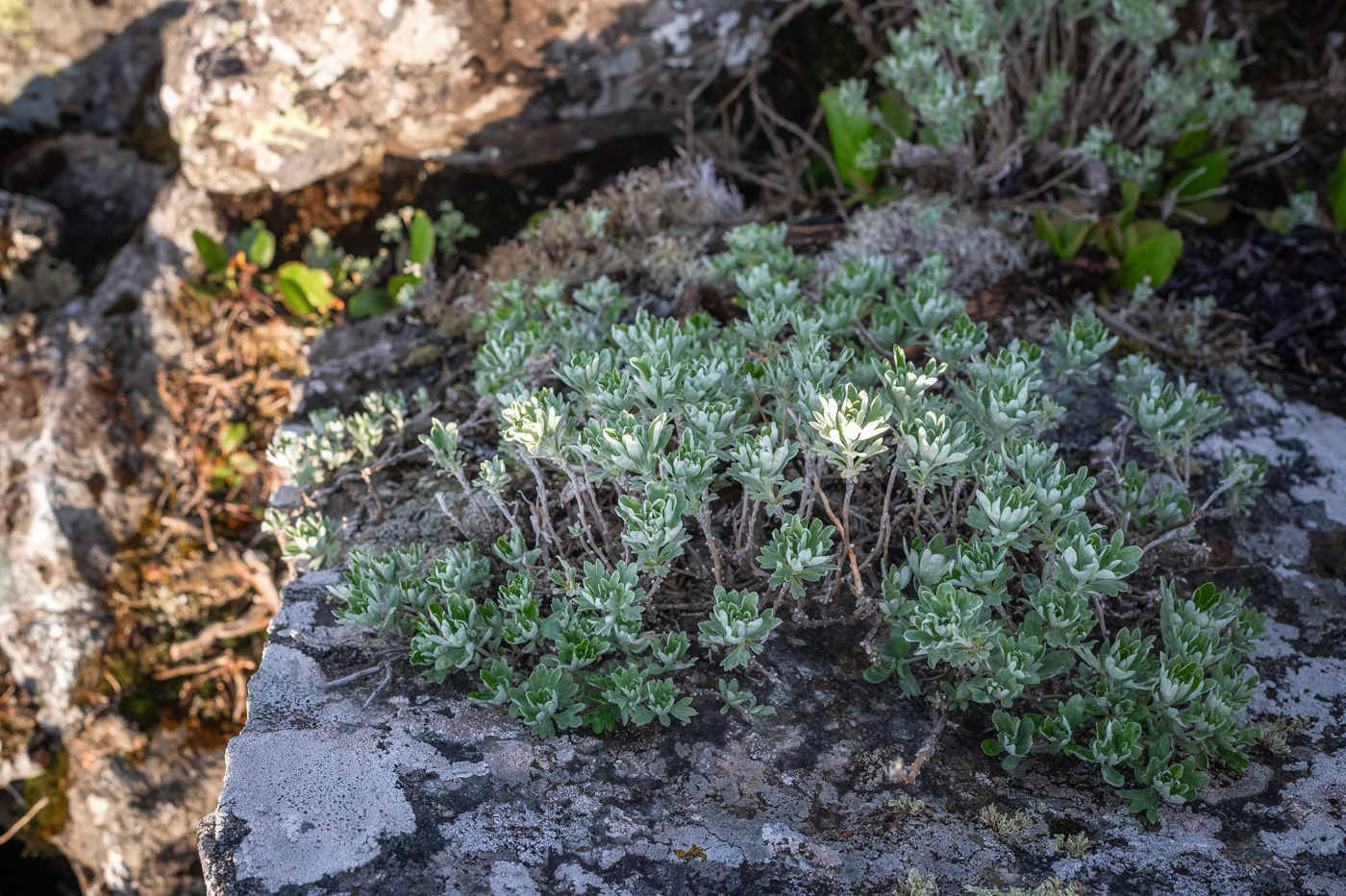 Изображение особи Artemisia lagocephala.