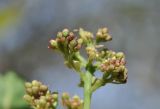View full-size image Cotinus coggygria