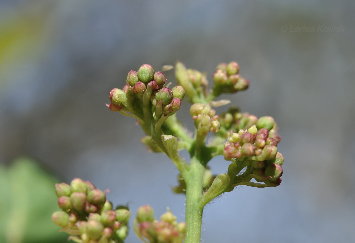 Image of Cotinus coggygria specimen.