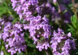 genus Thymus