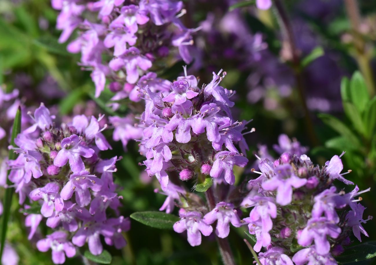 Image of genus Thymus specimen.