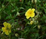 genus Helianthemum