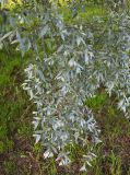 Salix alba. Ветвь взрослого дерева. Псков, дендропарк. 07.06.2025.