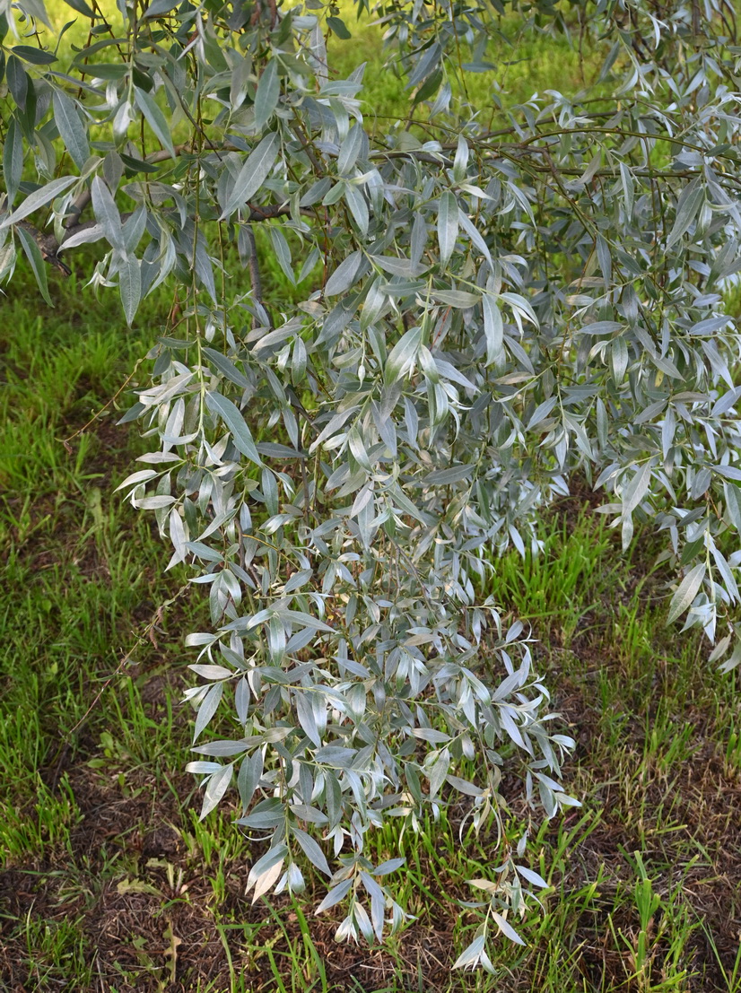 Image of Salix alba specimen.