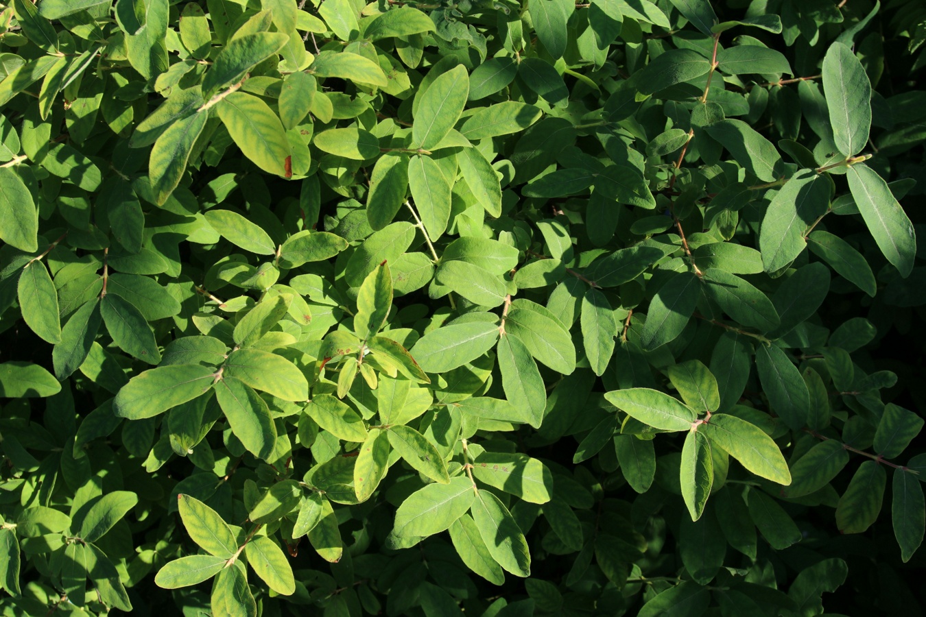 Изображение особи Lonicera edulis.