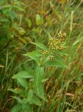 Lysimachia vulgaris. Верхушка плодоносящего растения. Смоленская обл., Вяземский р-н, окр. дер. Савино, луг, у куста. 22 августа 2026 г.