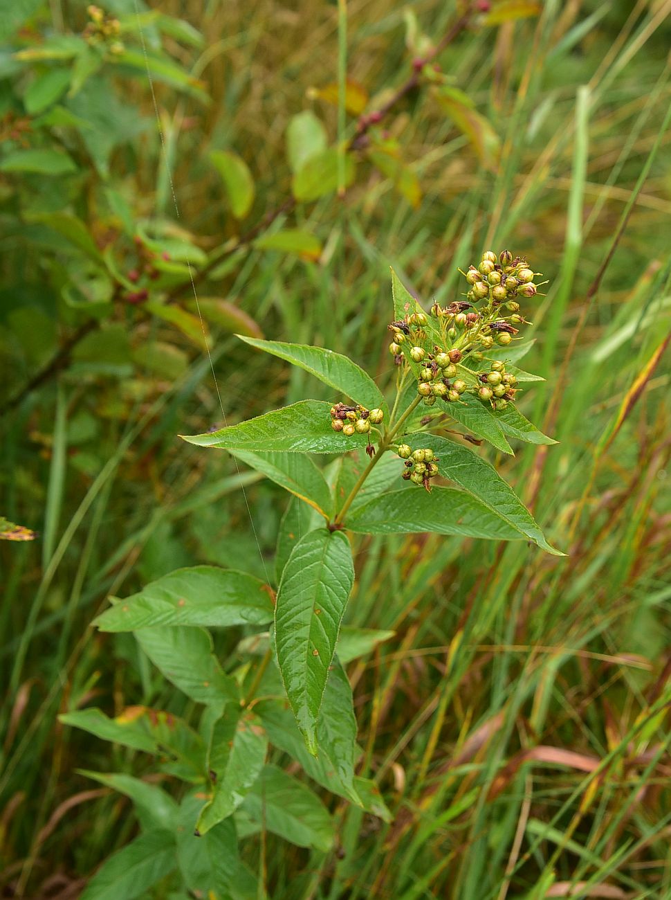 Image of Lysimachia vulgaris specimen.