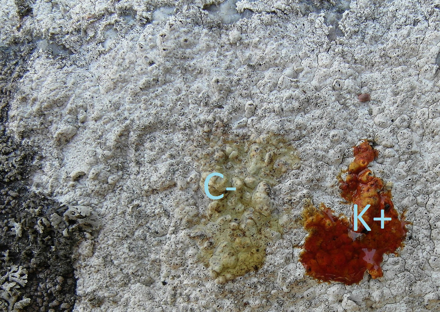 Image of genus Aspicilia specimen.