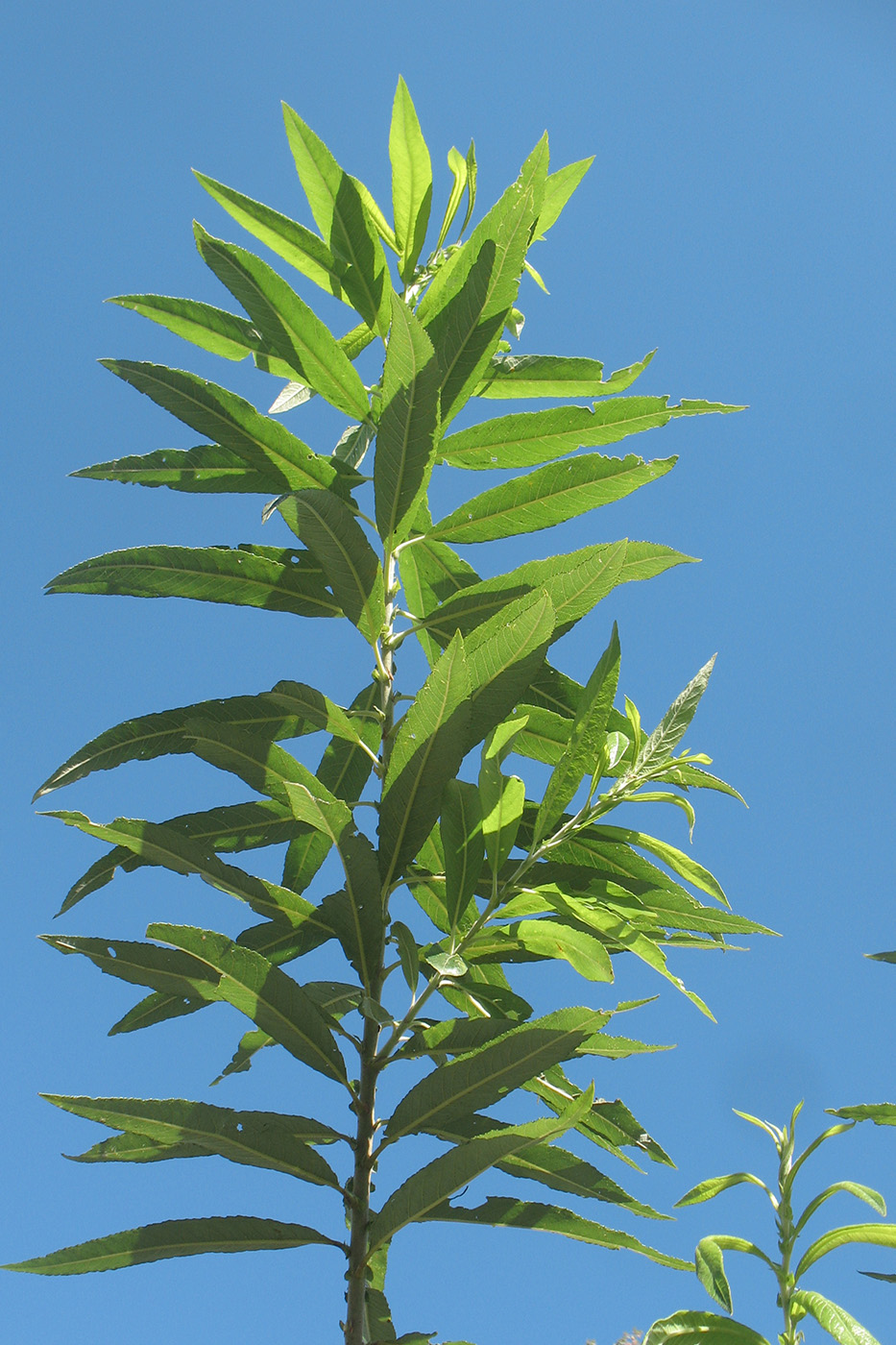 Изображение особи Salix gmelinii.