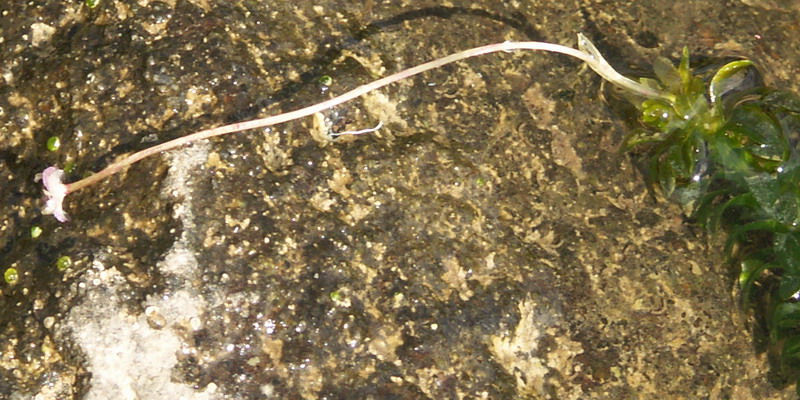 Изображение особи Elodea canadensis.