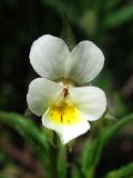 Viola arvensis. Цветок. Горный Крым, Тырке яйла. 20 июня 2011 г.