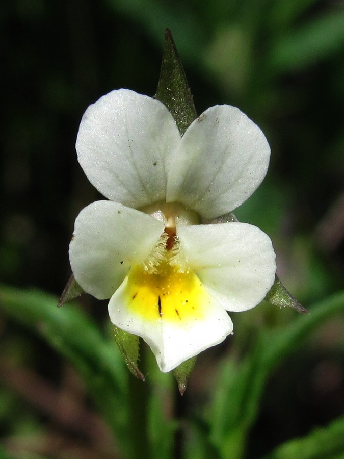 Image of Viola arvensis specimen.