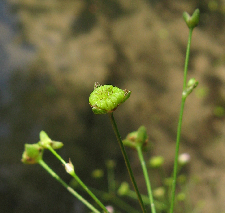 Image of Alisma plantago-aquatica specimen.