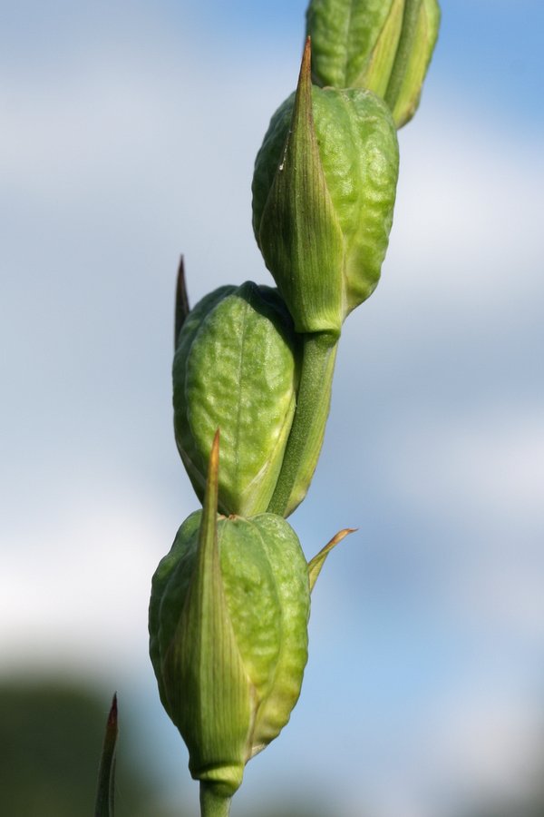 Изображение особи Gladiolus imbricatus.