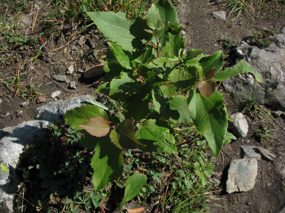 Image of genus Populus specimen.
