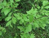 Salix × ludificans