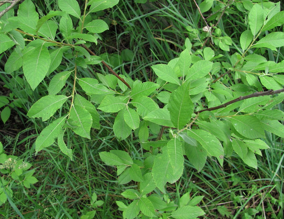 Image of Salix &times; ludificans specimen.