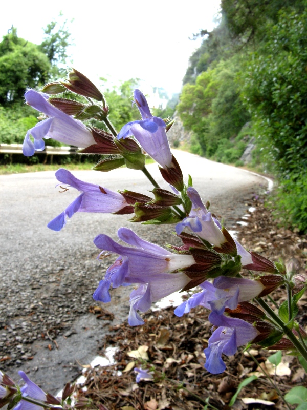 Изображение особи Salvia tomentosa.