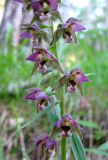 Epipactis distans