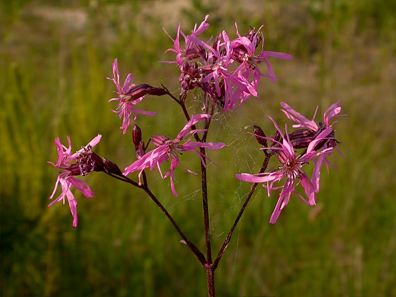 Изображение особи Coccyganthe flos-cuculi.