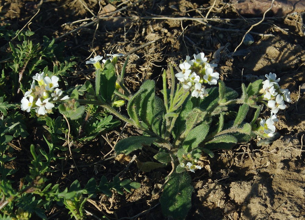 Image of Neotorularia korolkowii specimen.