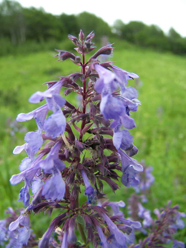 Image of Nepeta grandiflora specimen.