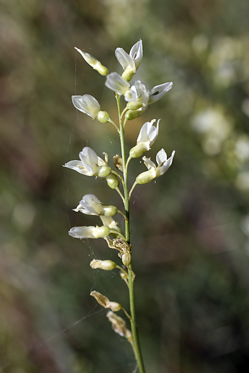 Изображение особи Astragalus pseudomacropterus.