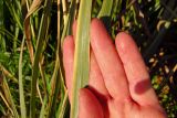 Eragrostis bipinnata