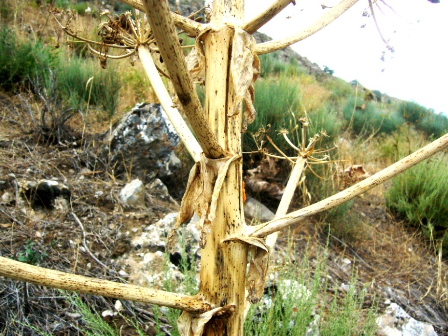 Изображение особи Ferula galbaniflua.