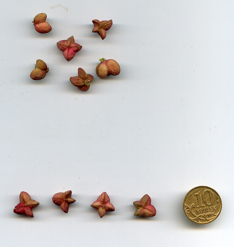 Image of Euonymus europaeus specimen.