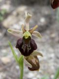 Ophrys subspecies caucasica