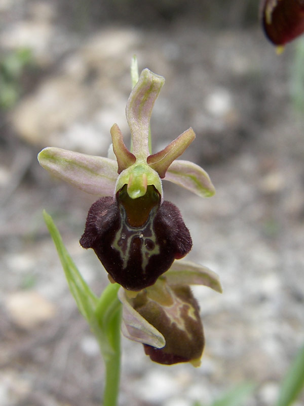 Изображение особи Ophrys mammosa ssp. caucasica.