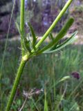 Ranunculus polyanthemos