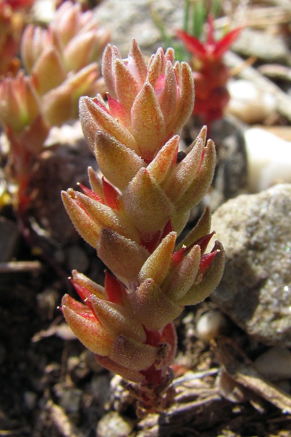 Image of Macrosepalum aetnense specimen.