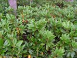 Rhododendron aureum