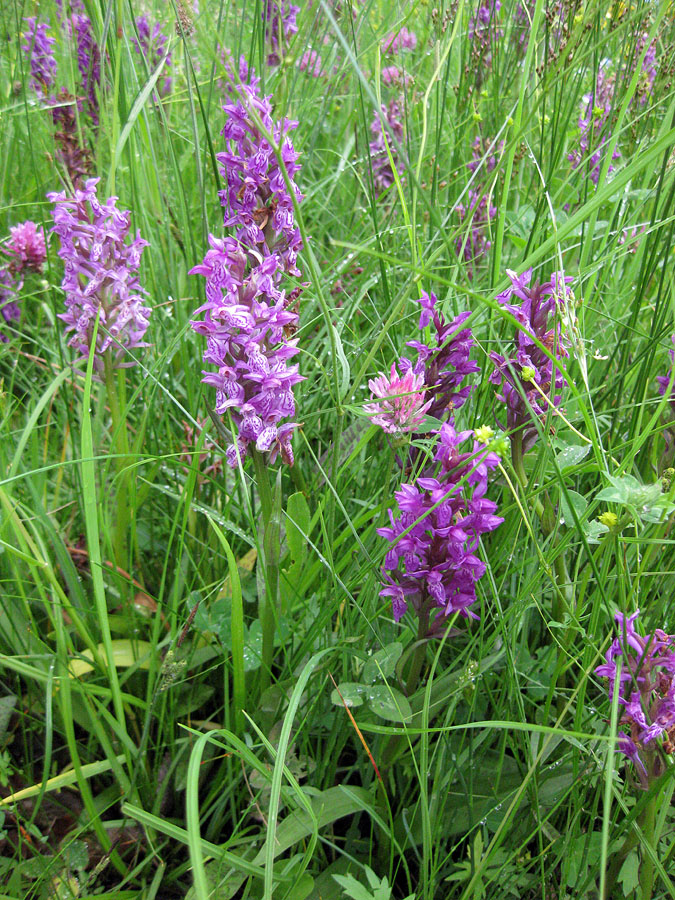 Image of Dactylorhiza majalis specimen.