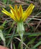 Scorzonera humilis