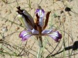 Iris longiscapa
