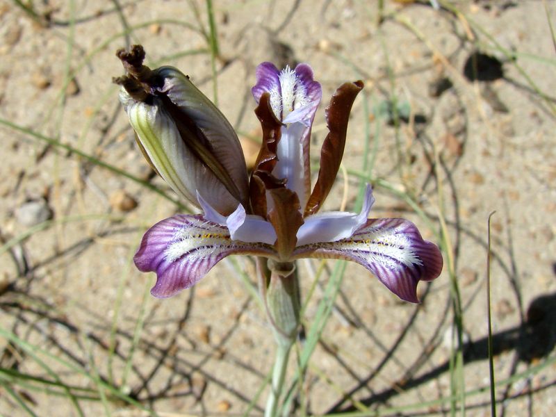 Изображение особи Iris longiscapa.