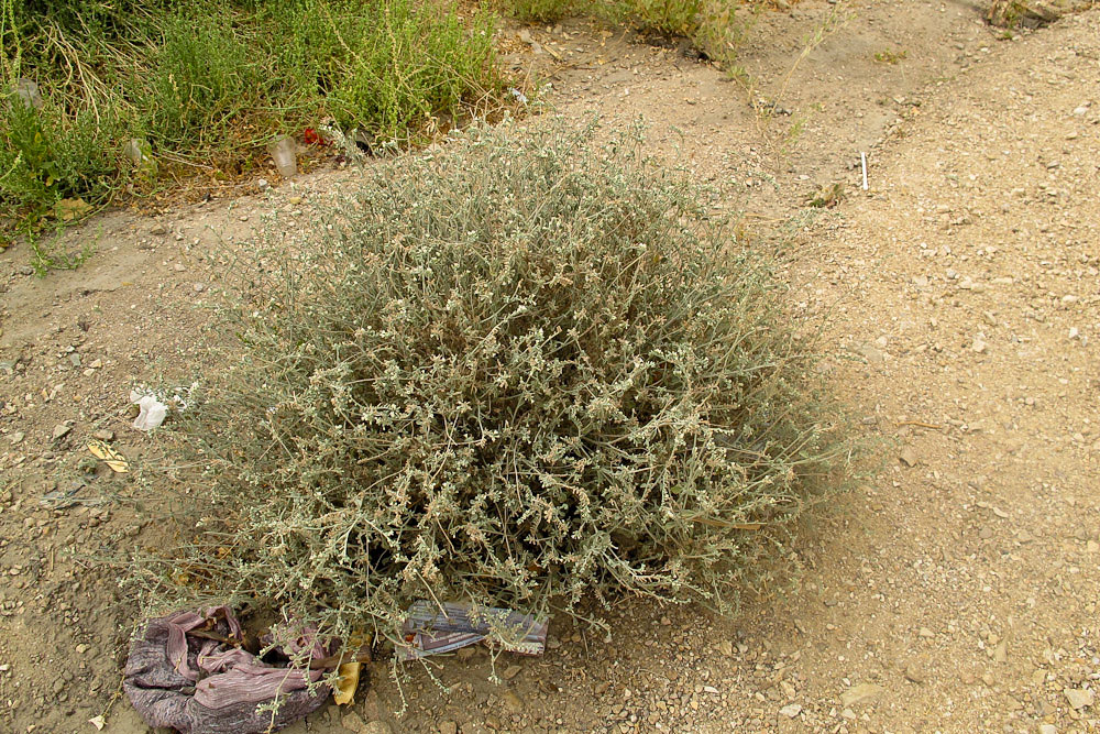 Image of Heliotropium maris-mortui specimen.