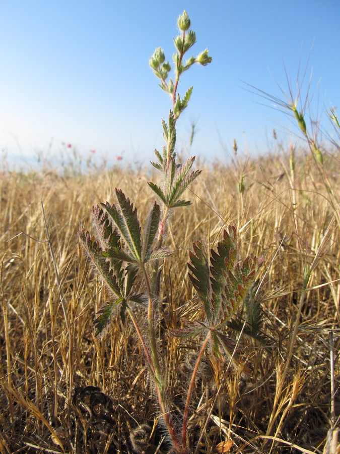 Image of Potentilla semilaciniosa specimen.